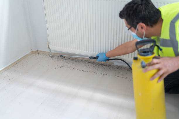 Best Flea Control Services  in Mineralwells, WV